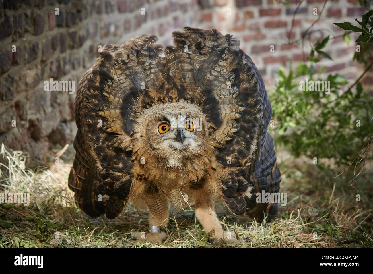 hibou de l'aigle eurasien debout Banque D'Images