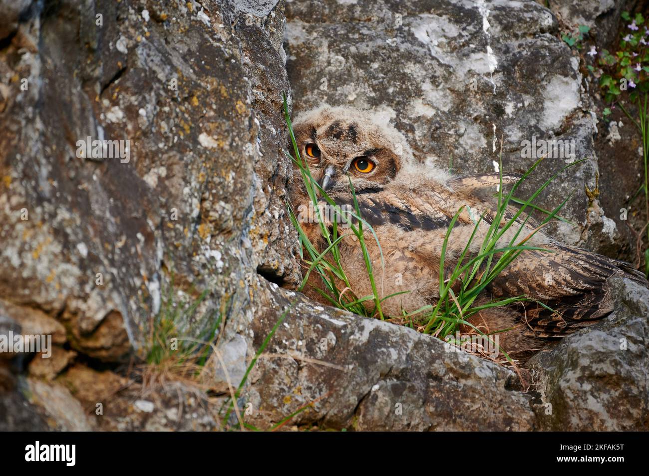 jeune Hibou grand-duc Banque D'Images