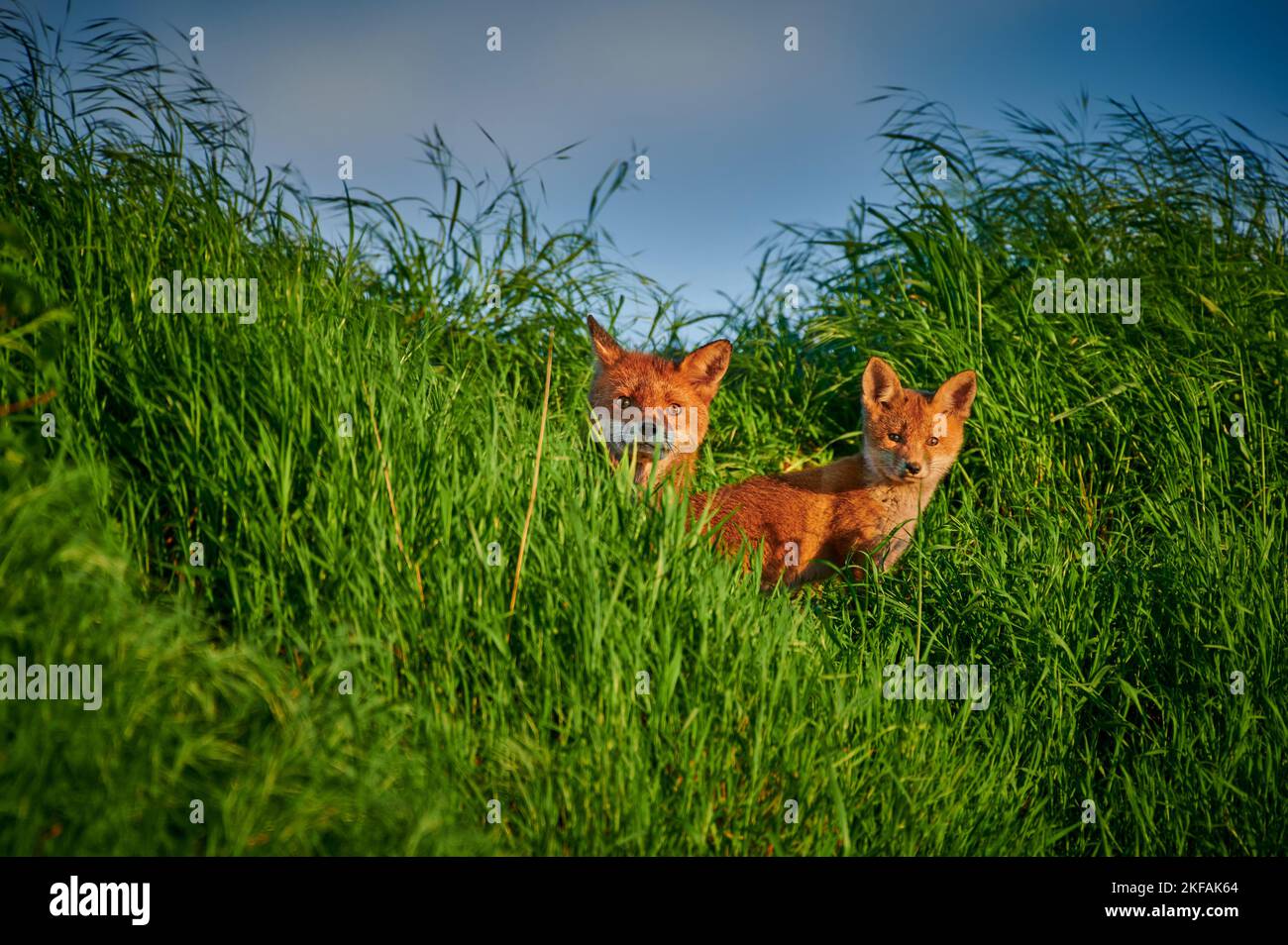 deux petits renards rouges Banque D'Images