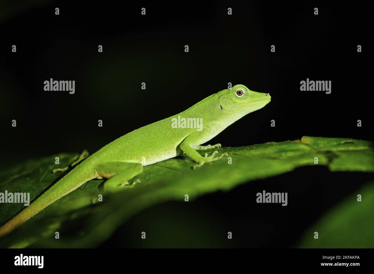 Anole d'arbre verte Banque D'Images