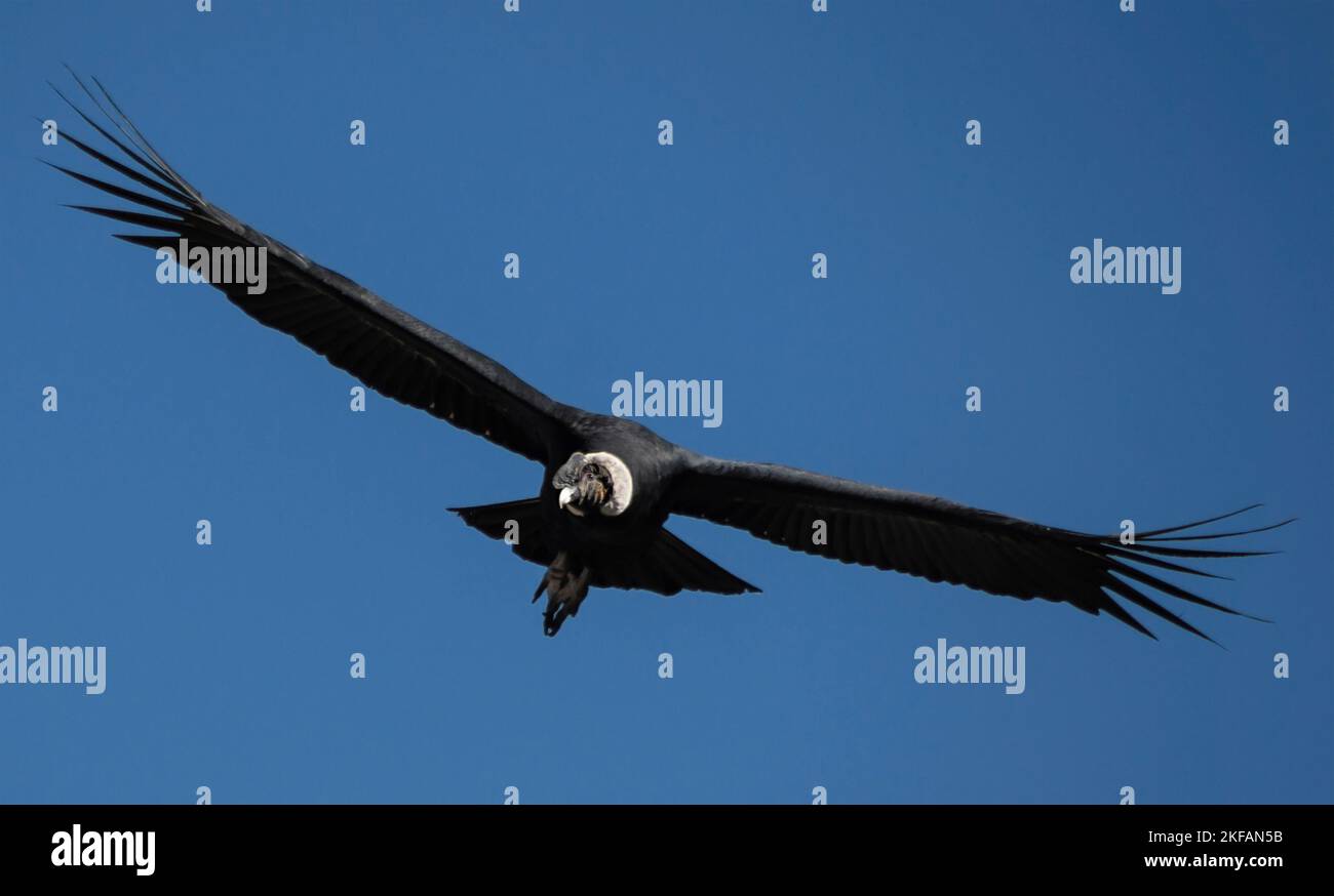 Condor andin (Vultur gryphus), en vol. Photographié en Équateur en juillet, les mâles ont un grand caroncle (peigne) et un larmoiement dont les femelles manquent. Sexe di Banque D'Images