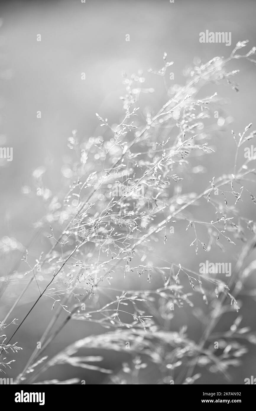 nature, ville, macro, photografie Banque D'Images