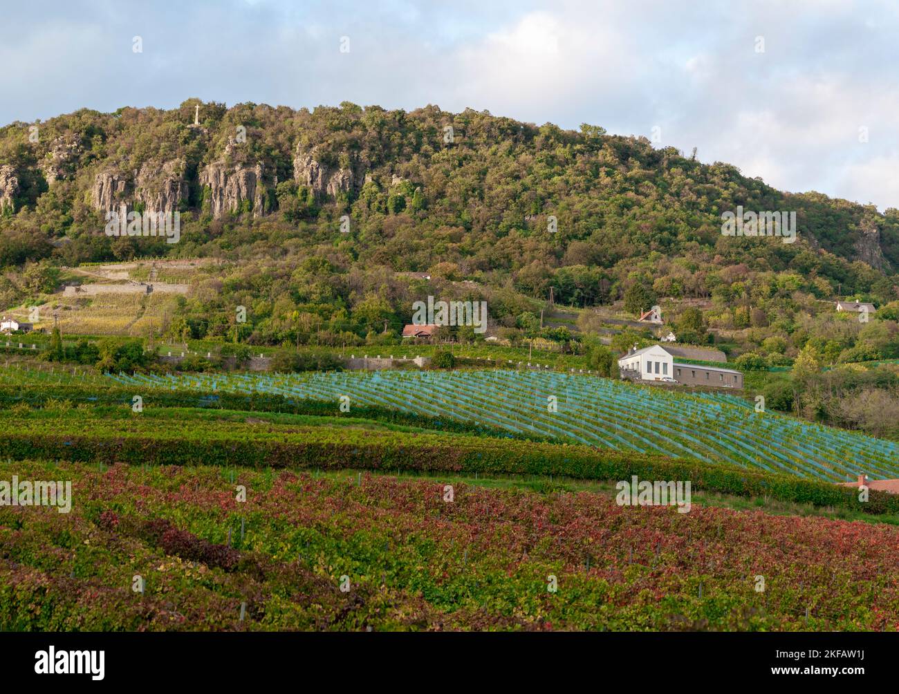 Badacsony, Lac Balaton, Hongrie les montagnes de basalte sont des reliques géologiques uniques, et l'habitat de nombreuses plantes et animaux rares. Ces monadnocks Banque D'Images