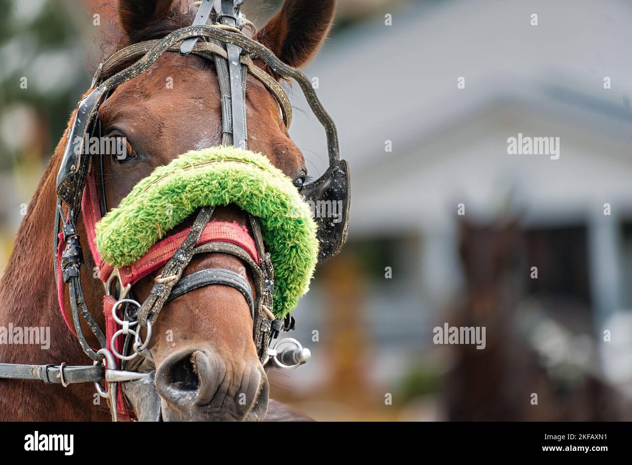 Gros plan d'un cheval rouge tourné lors d'une course d'harnais à la foire du comté de Lincoln à Fayetteville, Tennessee. Banque D'Images