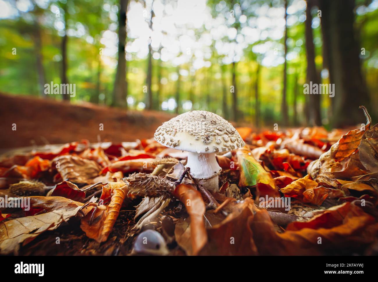 Champignons blancs avec une grande casquette parmi les feuilles d'automne jaunrées sur le fond. Forêt décidue, champignons. Champignon toxique, attention, Banque D'Images