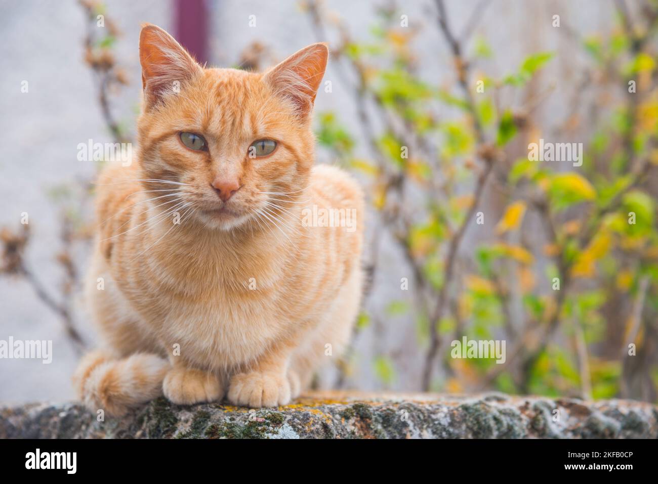 Chat tabby couché. Banque D'Images