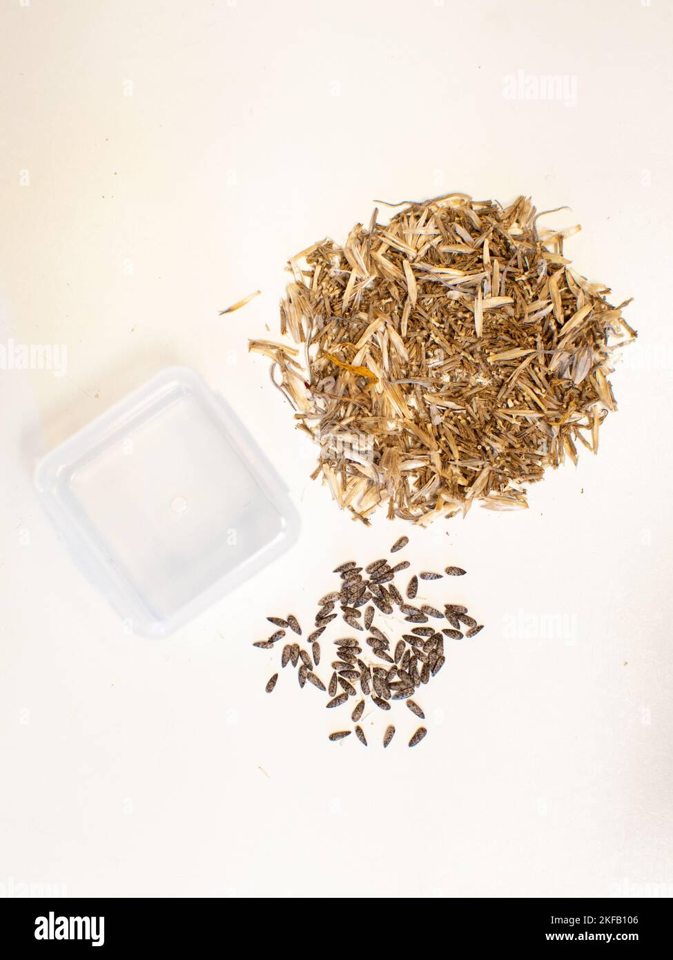 Les graines de tournesol Maximilian sont très petites mais valent la peine d'être récoltées afin qu'elles puissent être cultivées dans le jardin l'année prochaine. Banque D'Images