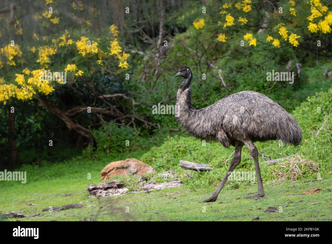 émeu sauvage (Dromaius novaehollandiae) à la réserve naturelle de Tower Hill, Victoria. Banque D'Images