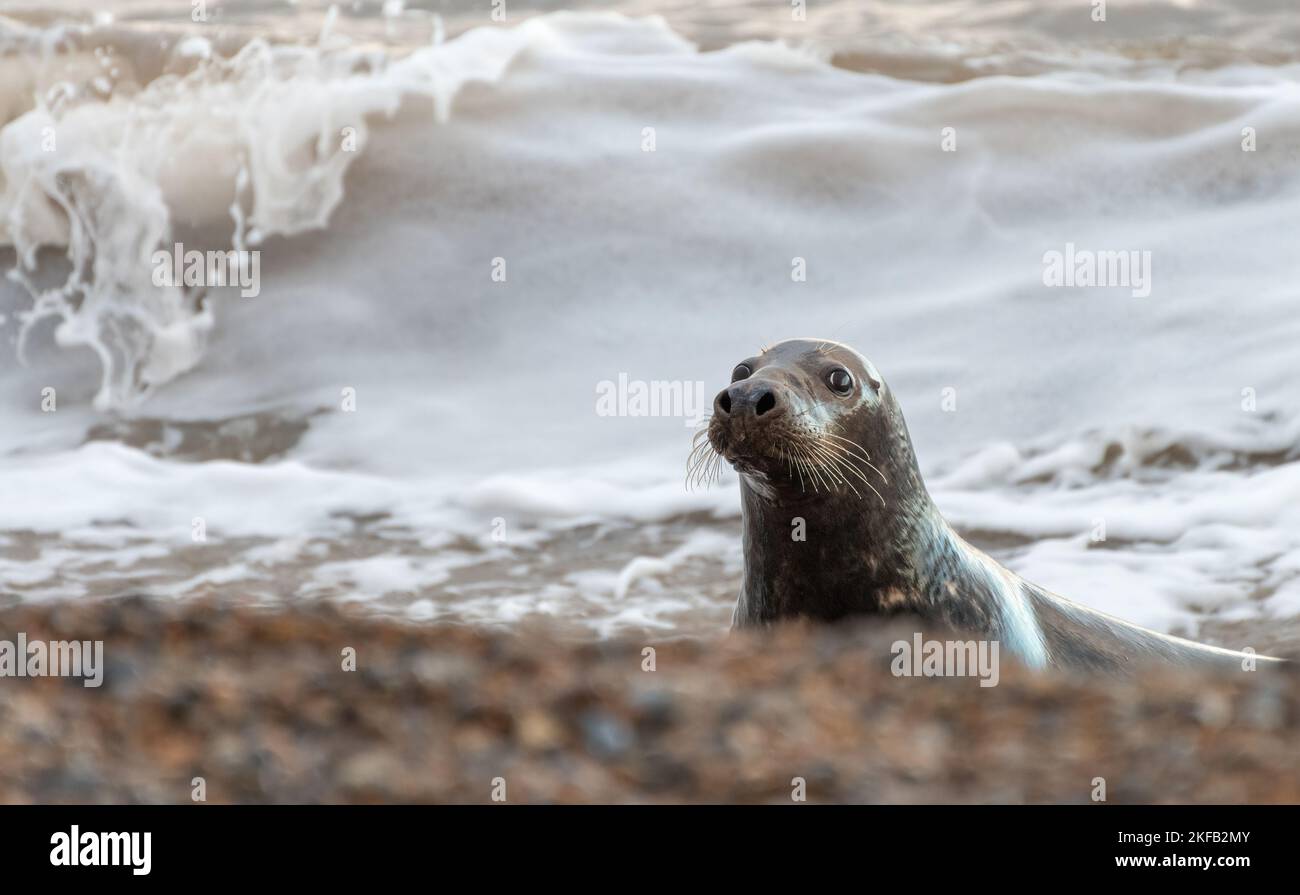 Phoque gris (Halichoerus grypus) sur la rive Banque D'Images