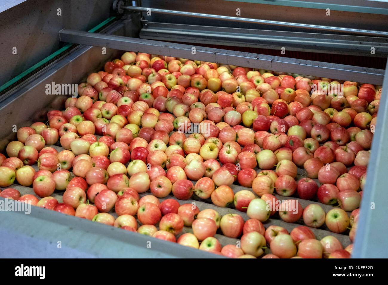 Machines de transformation des aliments pour la manutention des pommes après la récolte. Pommes au centre de distribution de produits frais. Banque D'Images