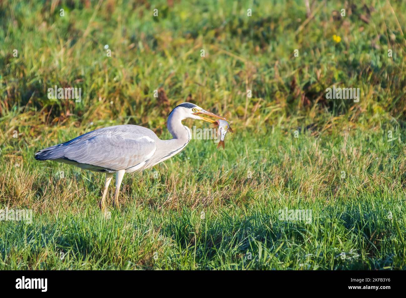 Gros plan de la chasse au Grand Héron bleu, Ardea cinerea, avec des brochettes de Rudd, Scardinius thalthalthalmus, dans le bec Banque D'Images