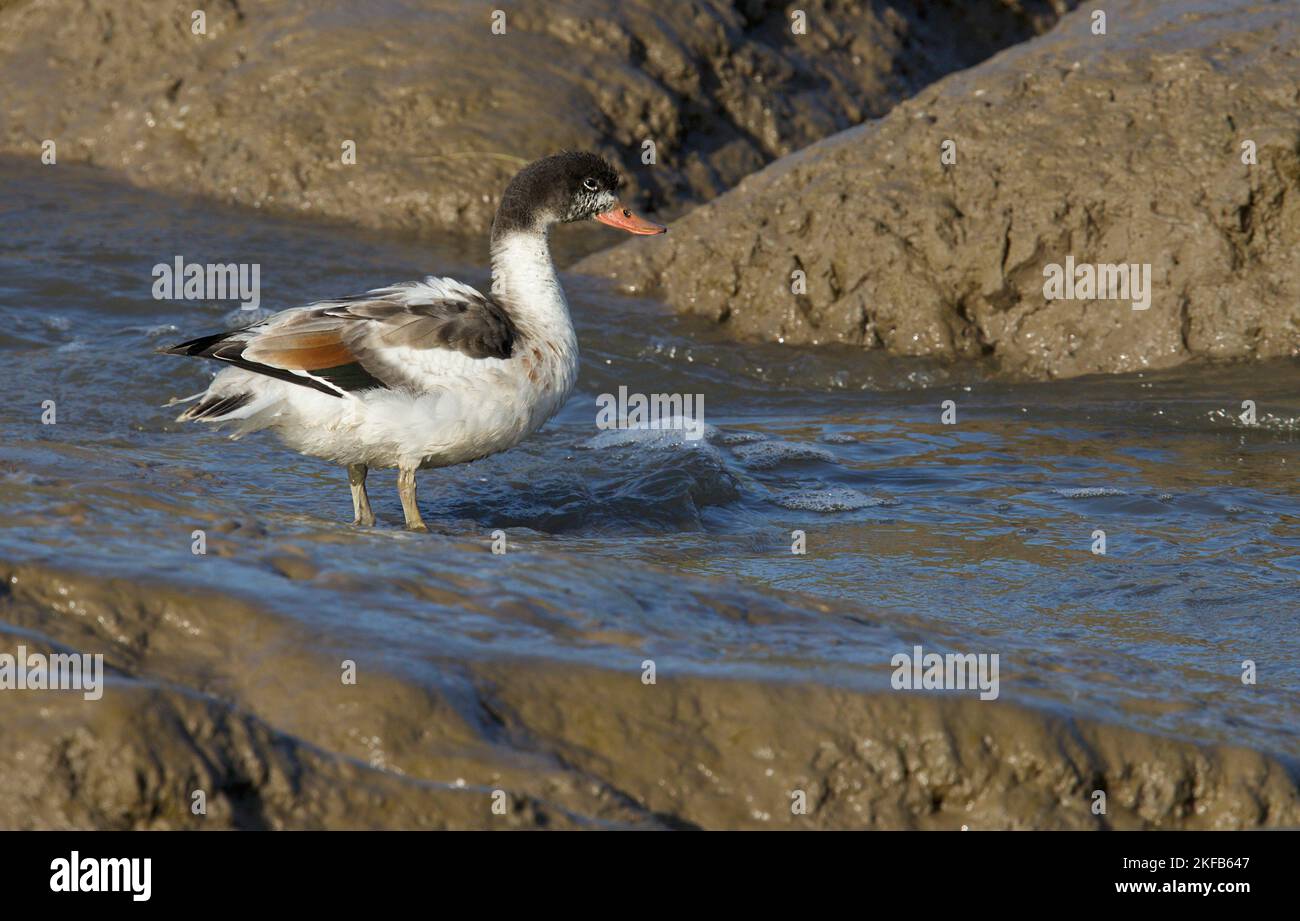 Prise de Shelduck à la réserve naturelle de Connahs Quay, à l'estuaire de la Dee, au nord du pays de Galles et à la réserve RSPB de Burton Marsh, au nord-ouest de l'Angleterre. Banque D'Images