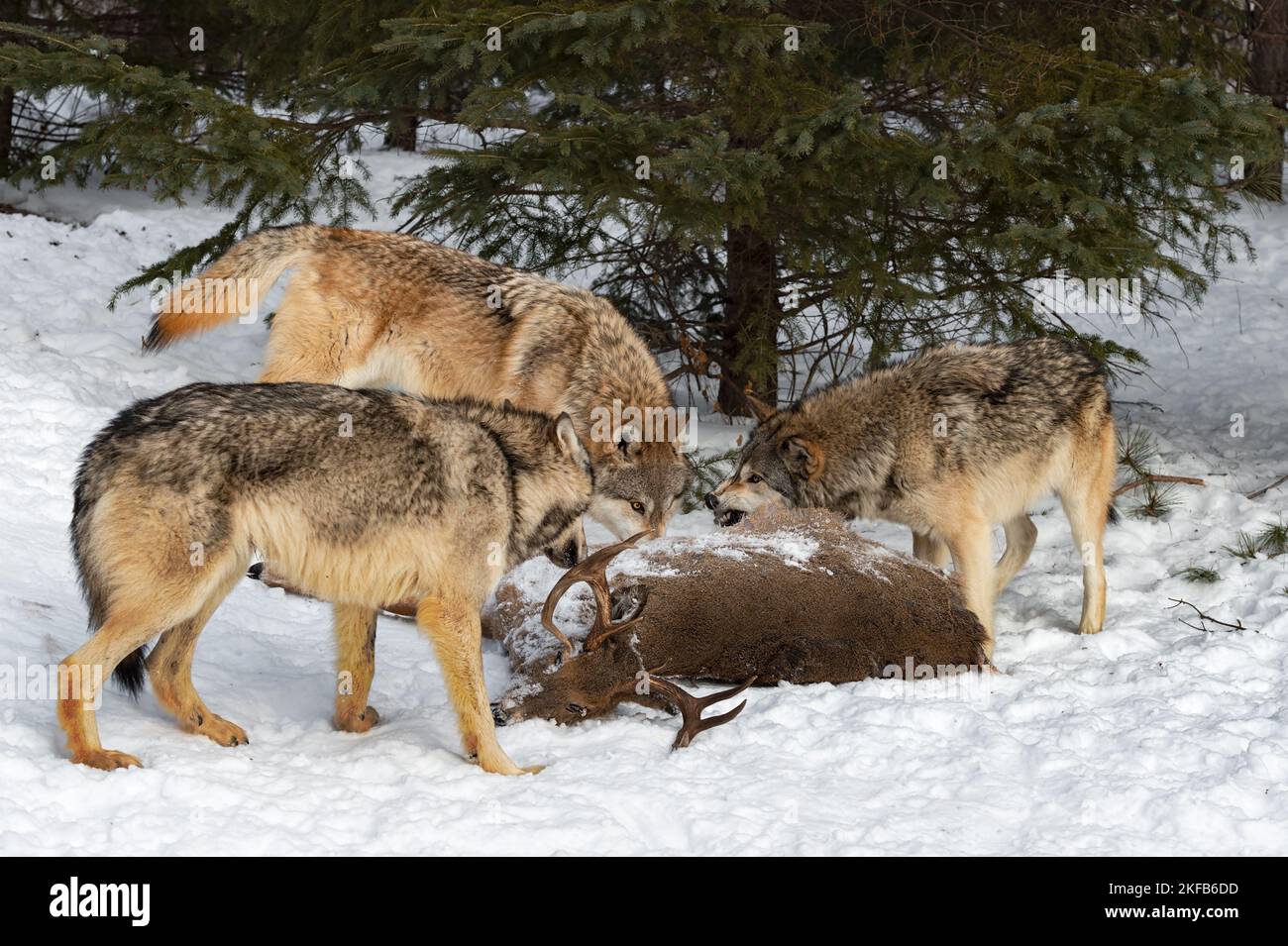 Les hardes de loup gris (Canis lupus) chez les coéquipiers au-dessus du corps de cerf de queue blanche - animaux captifs Banque D'Images