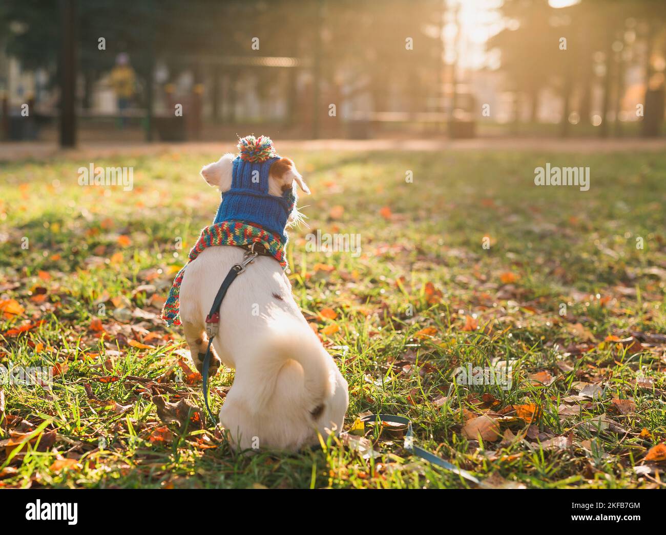 Vue arrière portrait d'un adorable chien Jack Russell en casquette et foulard marchant dans l'espace de copie du parc d'automne et vide pour le texte. L'animal de compagnie du chiot est habillé Banque D'Images