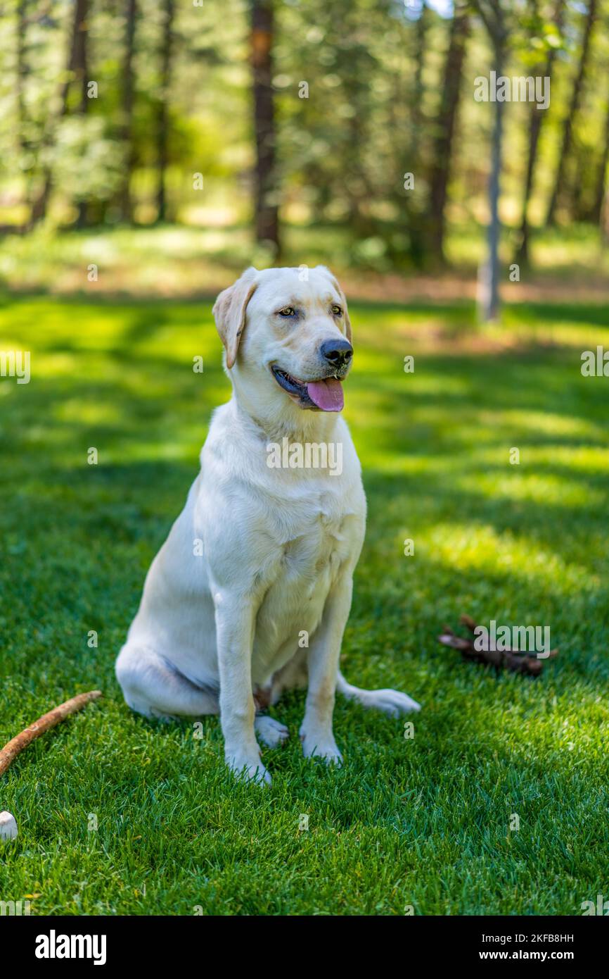 Zoey est un Labrador Retriever pur de 8 mois. Banque D'Images