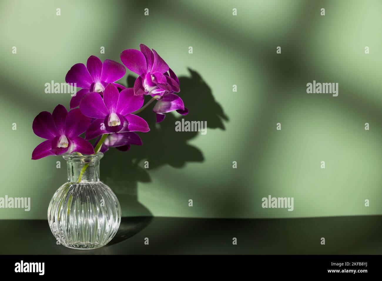 Branche en fleurs d'orchidée pourpre dans vase transparent sur fond de couleur olive, espace de copie, photo horizontale. Silhouette de fleur et tulle d'ombre floue Banque D'Images