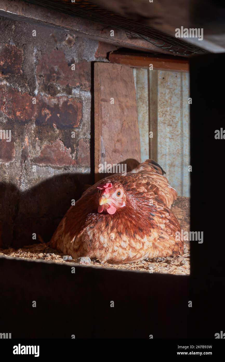 gros plan sur les œufs de poule couvée, le jeune poulet brun est assis sur ses œufs ou éclore dans le coin du coop, foyer sélectif dans un éclairage spectaculaire et dur Banque D'Images