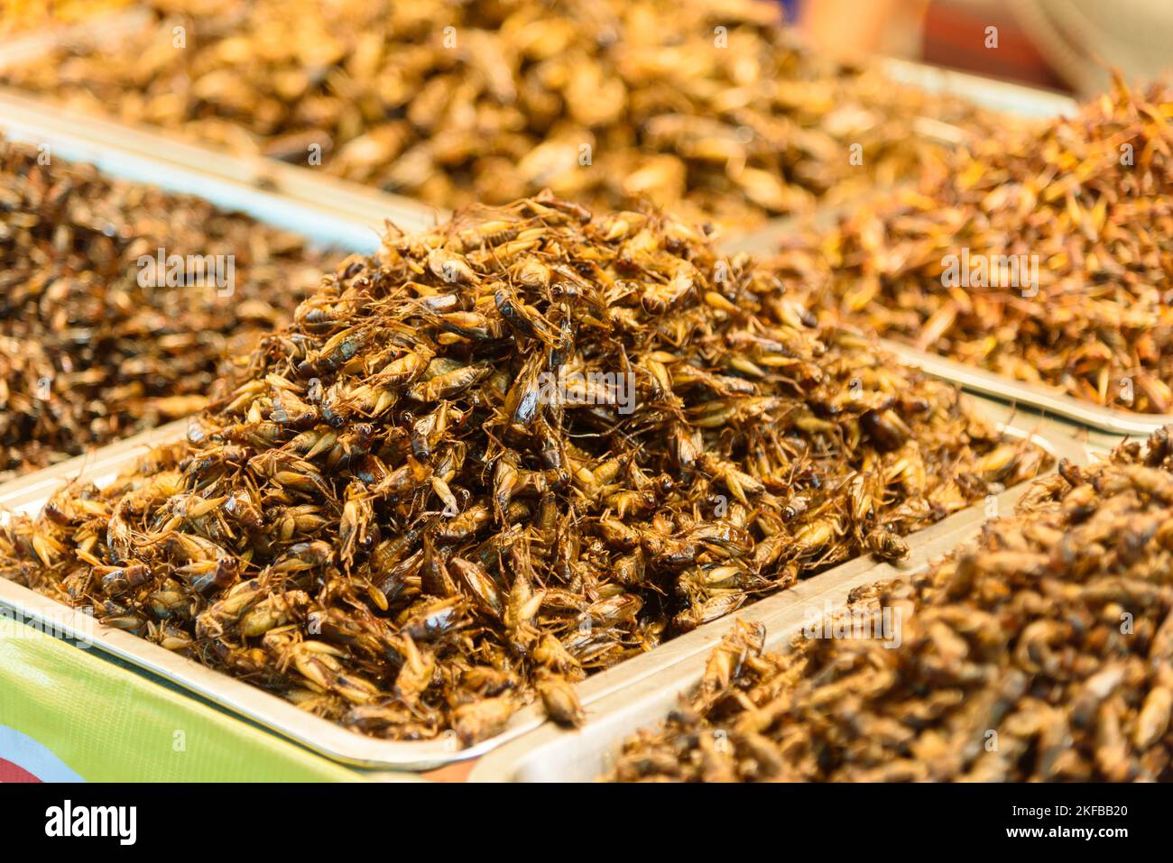 Beaucoup de Ponderosa fried worms dans le bac Banque D'Images