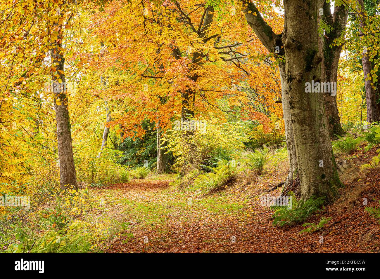 Couleurs d'automne dans les bois de Blairmore House près de Torry, Huntly, Aberdeenshire, Écosse Royaume-Uni Banque D'Images