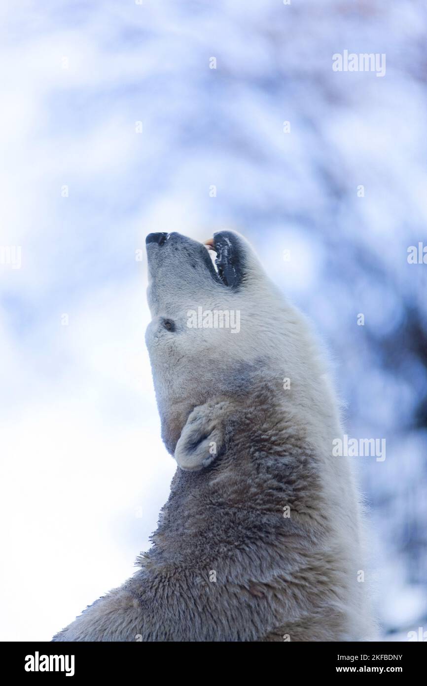 ours polaire Banque D'Images