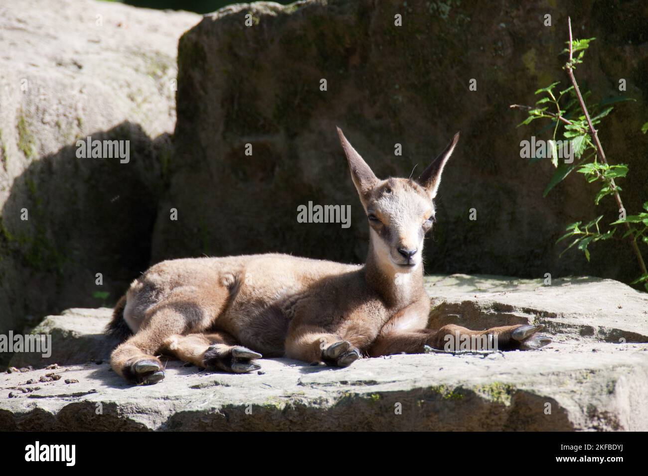 Chamois Banque D'Images