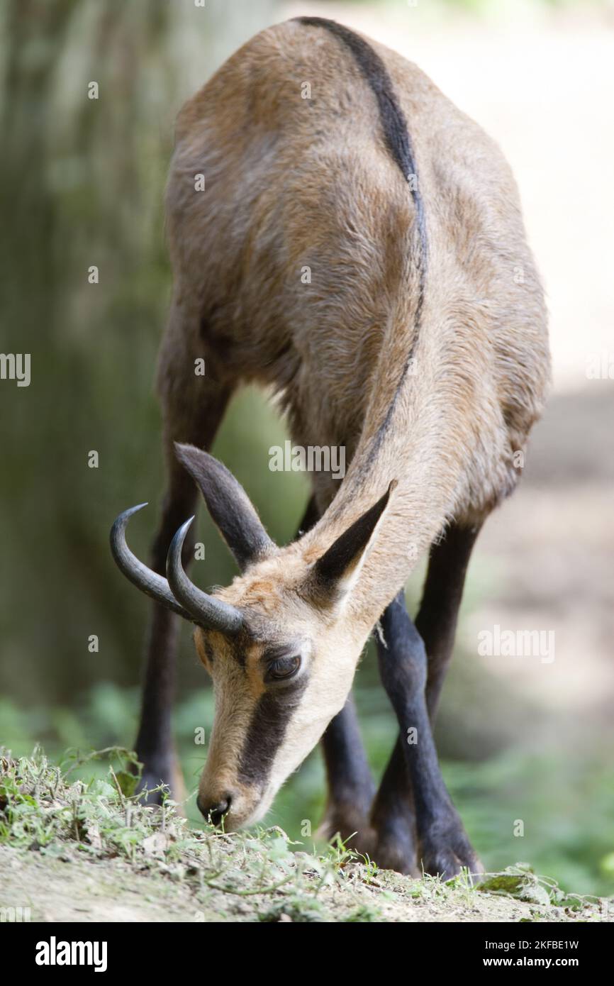 Chamois Banque D'Images