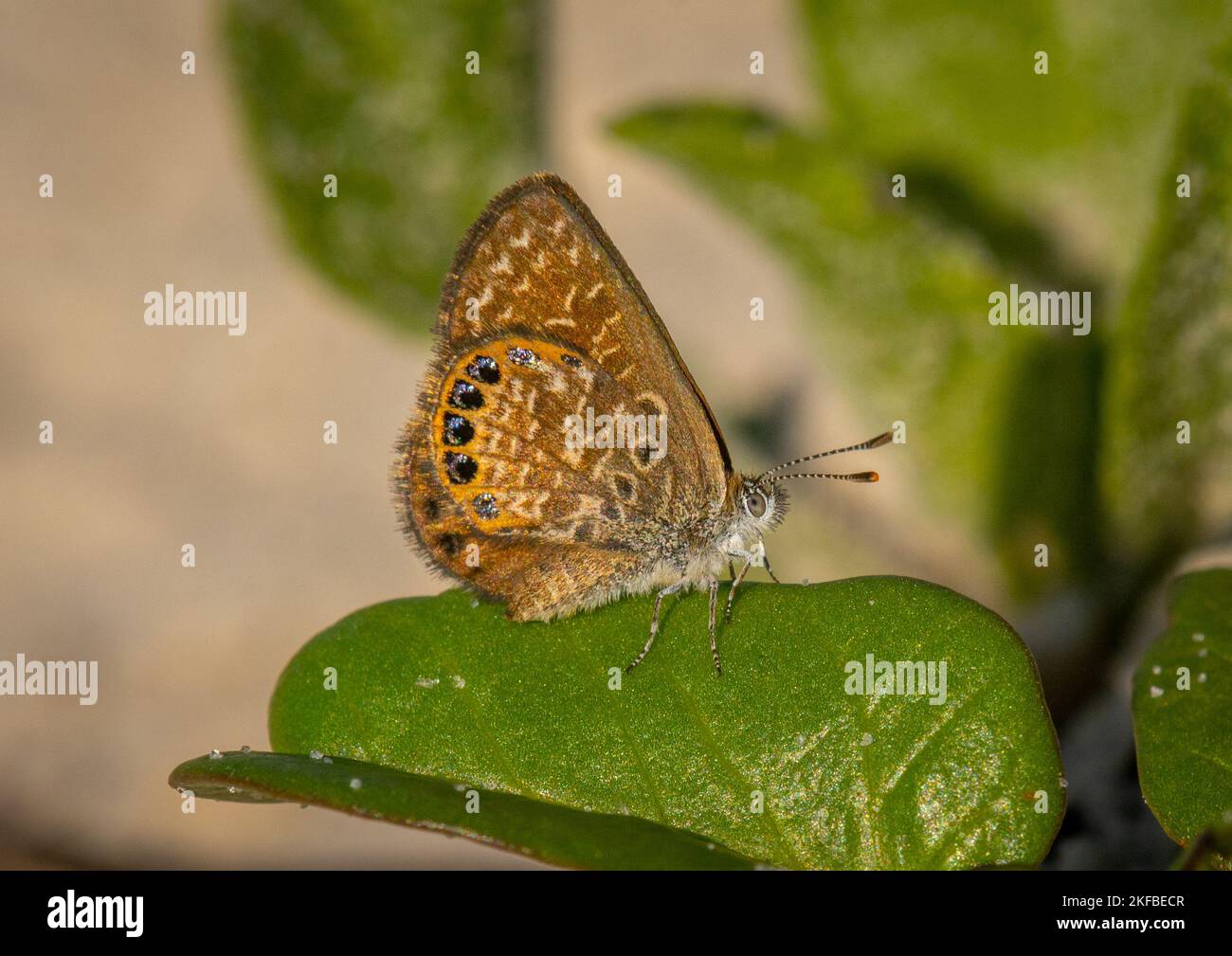Un beau petit papillon bleu pygmée de l'est reposant joliment sur une végétation côtière sur l'île de St. George, dans la poignée de la Floride. Banque D'Images
