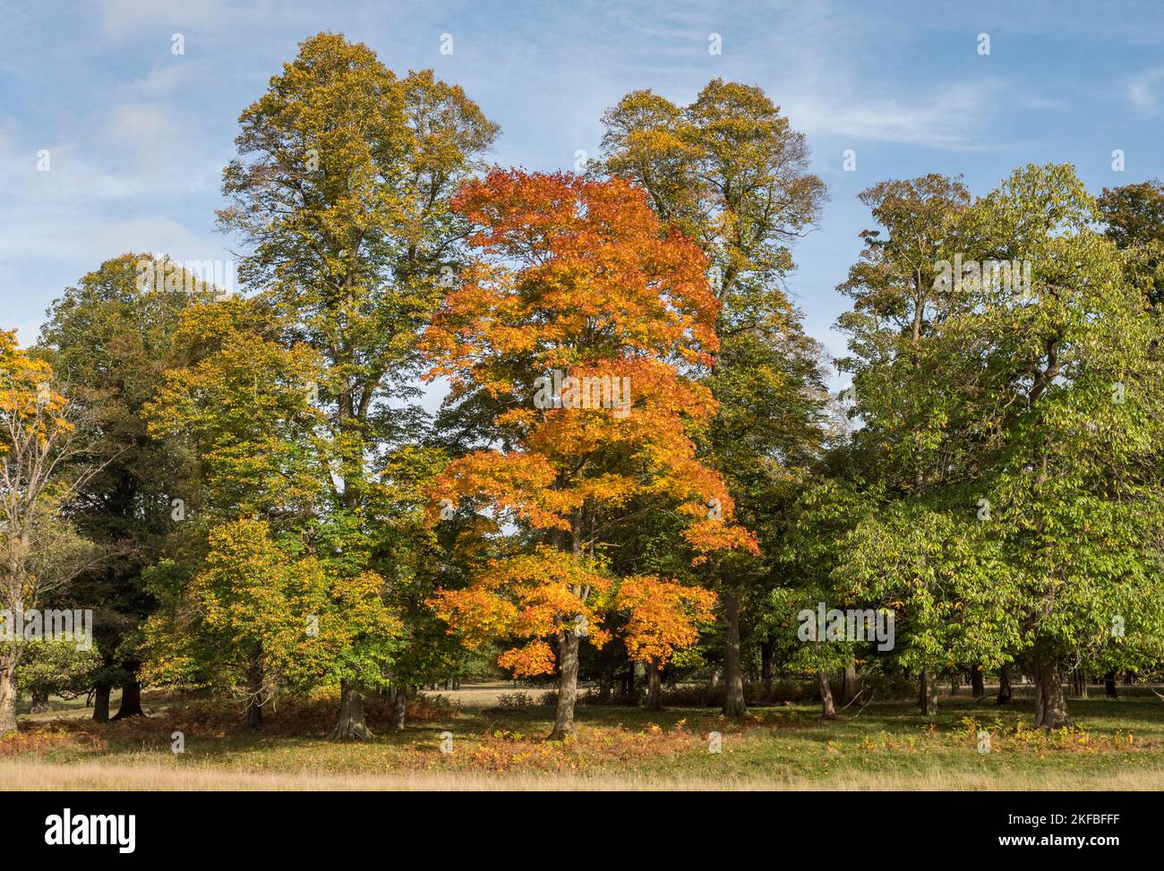 Vue d'automne des arbres changeant de couleur en automne à Windsor Great Park, Royaume-Uni. Banque D'Images