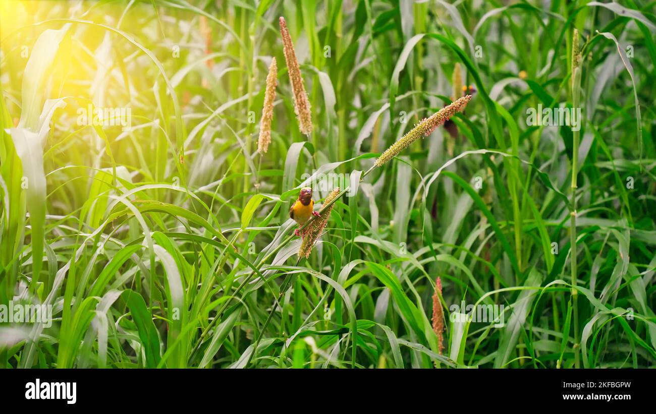 Oiseau de Baya connu sous le nom de Ploceus phippinus assis dans le champ de maïs de millet de perle verte. Baya est un oiseau de mer que l'on retrouve dans le sous-continent indien et la Southée Banque D'Images