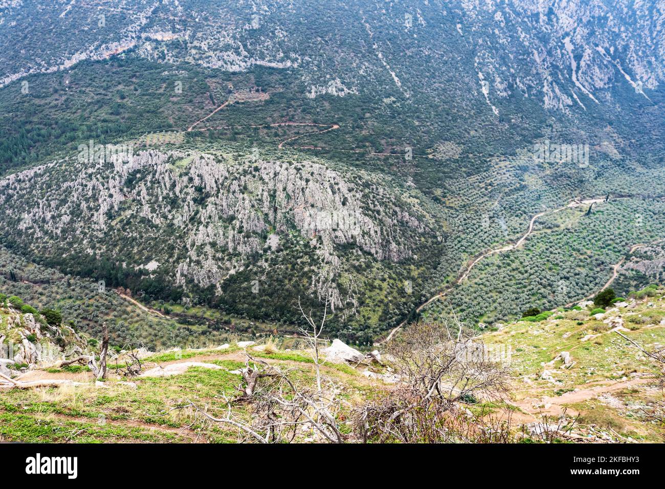 Vue vers le bas dans la vallée des oliveraies de Delphes Grèce avec des montitiens dans le fond Banque D'Images