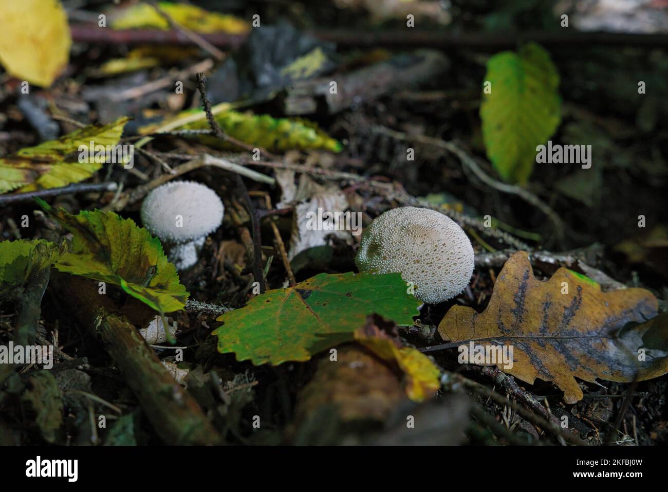 Lycoperdon perlatum, communément connu sous le nom de boule de marouflage commune, émergeant de la forêt en automne Banque D'Images