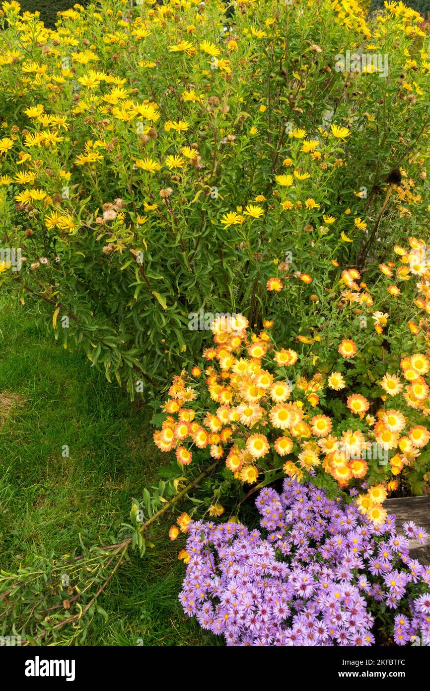 Aster doré, Heterotheca, Chrysanthemum, automne, Mixte, Fleurs, jardin, plantes, jaune, vivaces jaune citron Faux Goldenaster Banque D'Images
