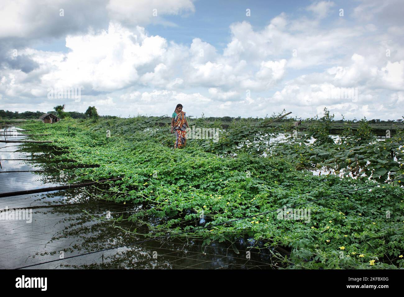 Une plantation de légumes le long d'un ruisseau. Bangladesh. Banque D'Images