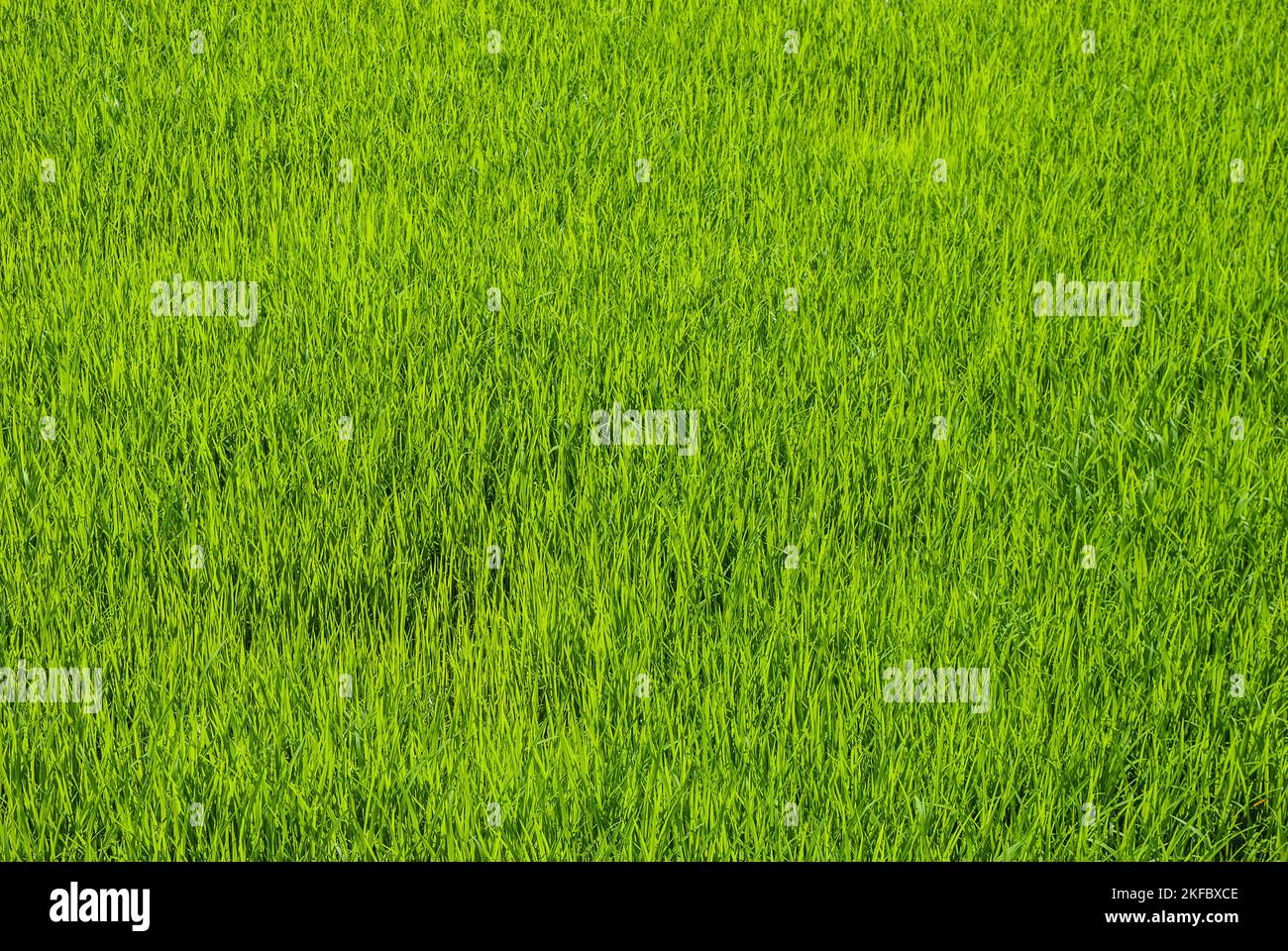 Un livre vert rizière à Khulna, Bangladesh. Banque D'Images