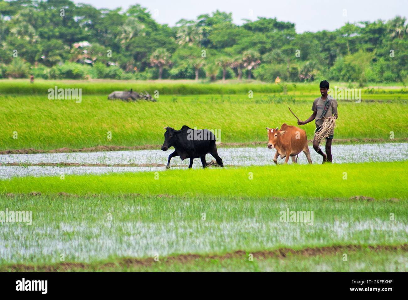 Un agriculteur rural travaillant ses vaches dans un champ de paddy. Khulna, Bangladesh. Banque D'Images
