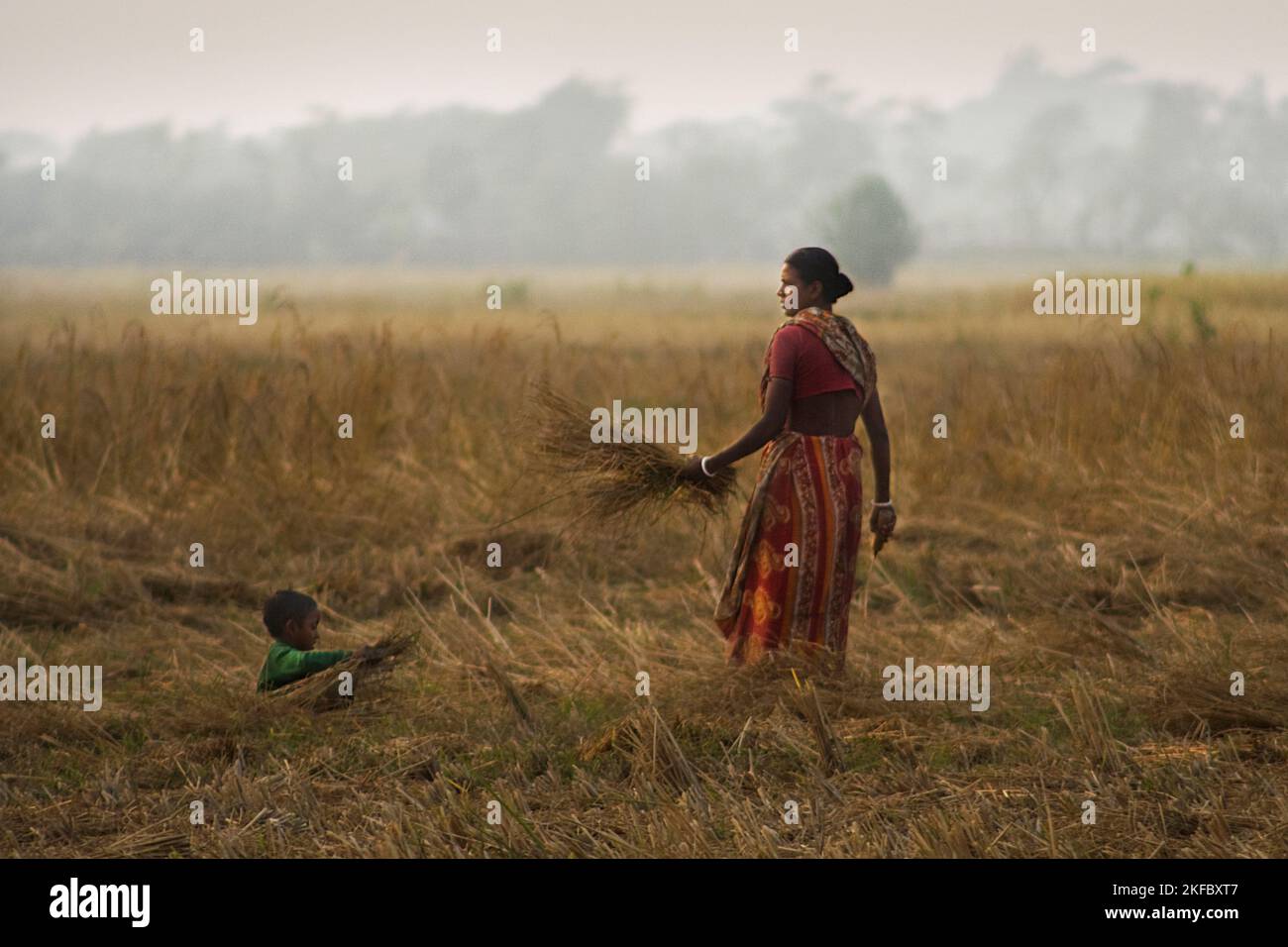 Une agricultrice rurale travaillant dans un champ de paddy. Khulna, Bangladesh. Banque D'Images