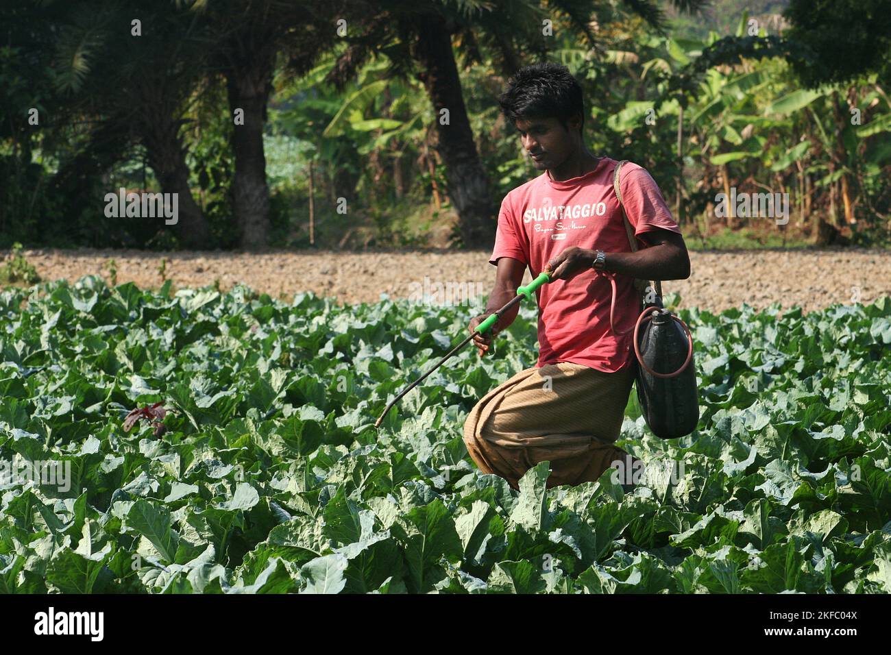 Un agriculteur répand de l'engrais dans un champ de chou. Dumuria, Khulna, Bangladesh. Banque D'Images