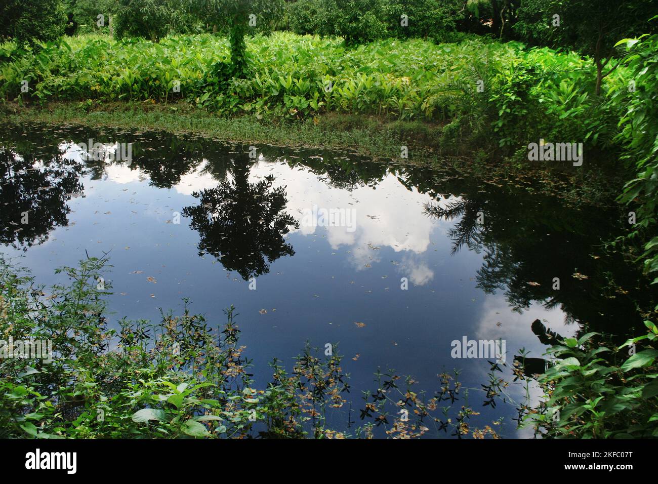 Une plantation de légumes à côté d'un ruisseau. Bangladesh. Banque D'Images