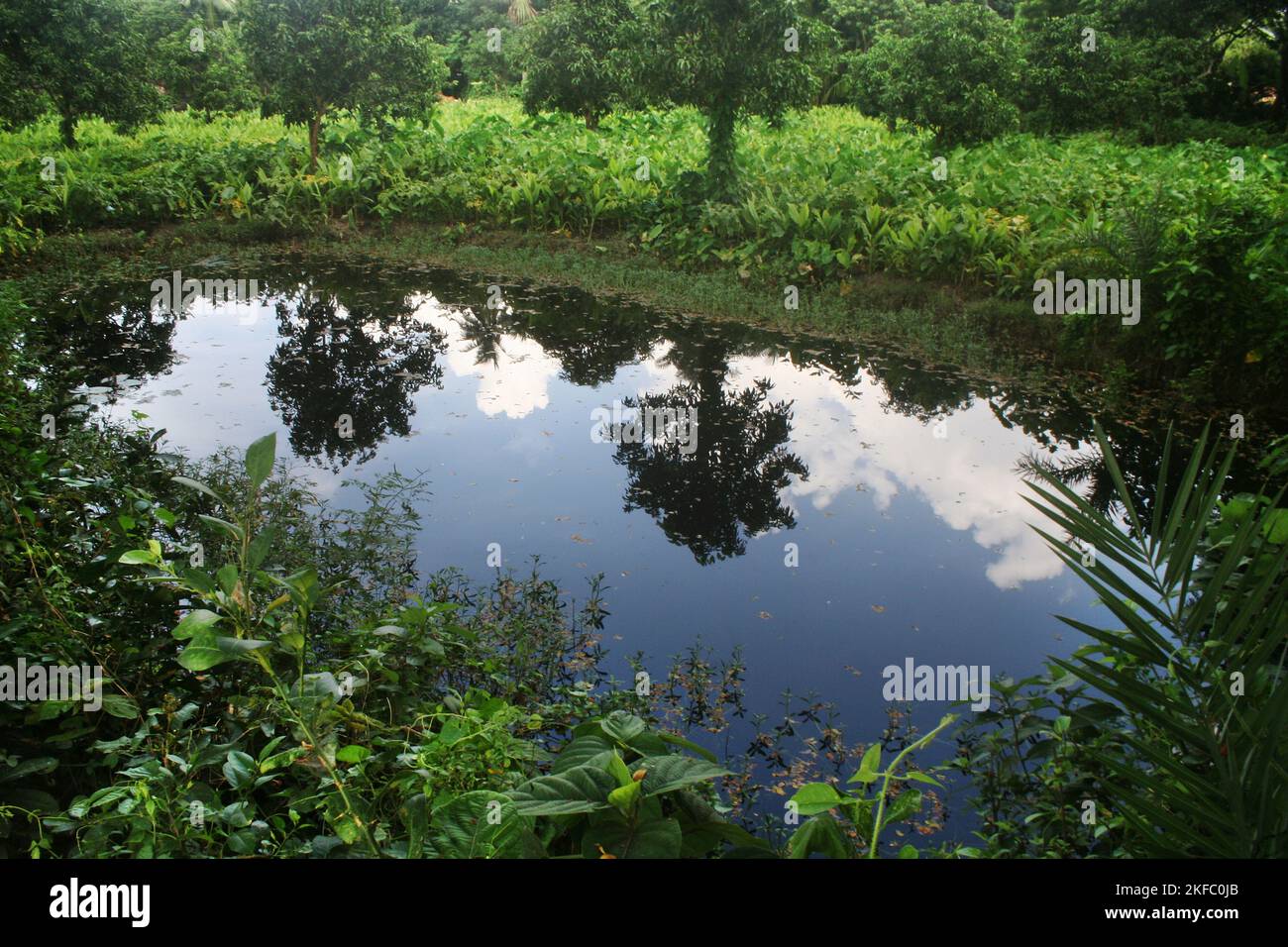 Une plantation de légumes à côté d'un ruisseau. Bangladesh. Banque D'Images