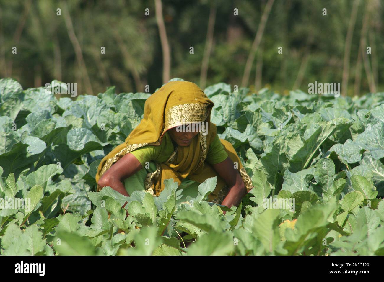 Une femme travaillant dans un champ de chou. Dumuria, Khulna, Bangladesh. Banque D'Images