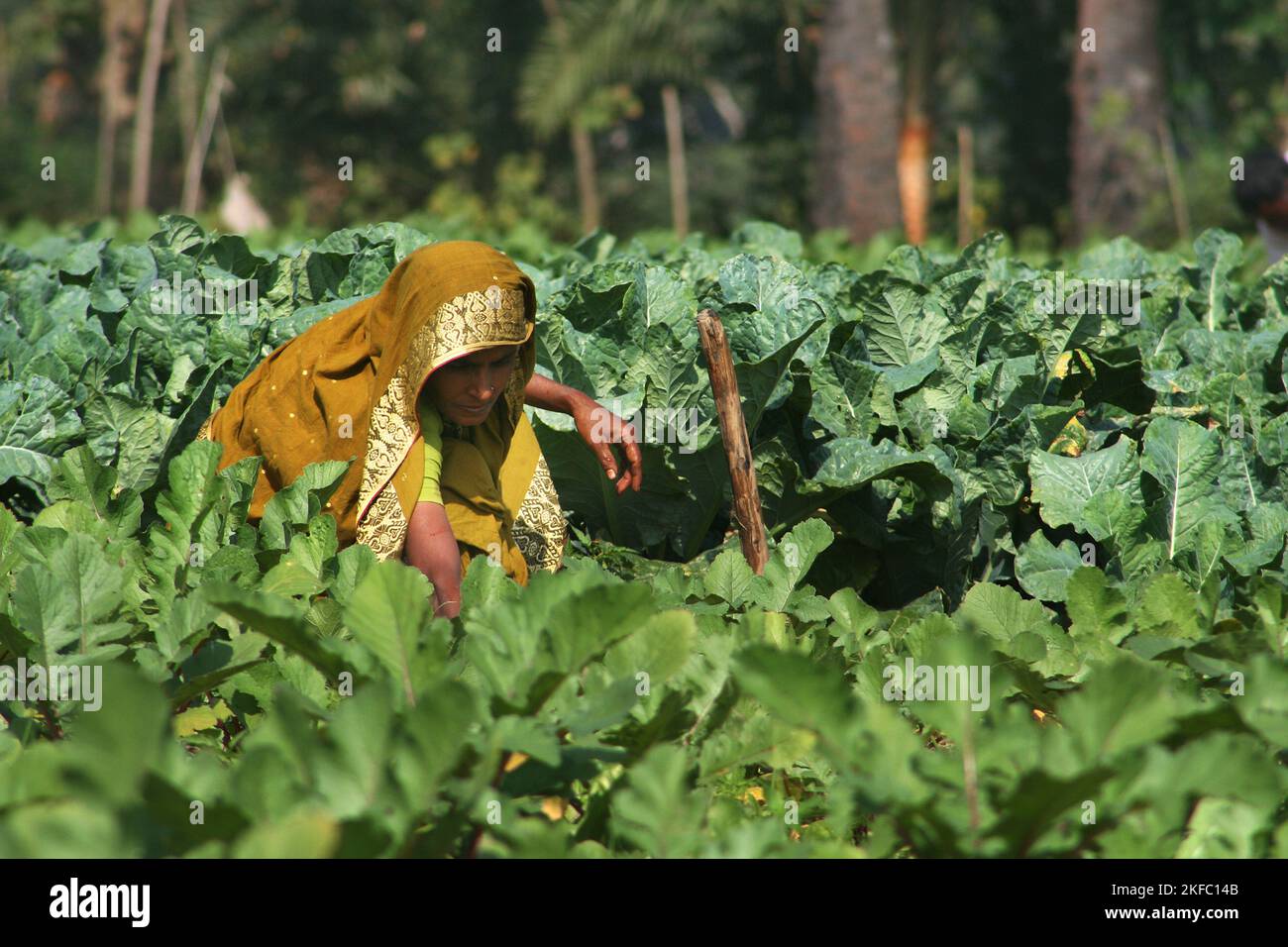 Une femme travaillant dans un champ de chou. Dumuria, Khulna, Bangladesh. Banque D'Images