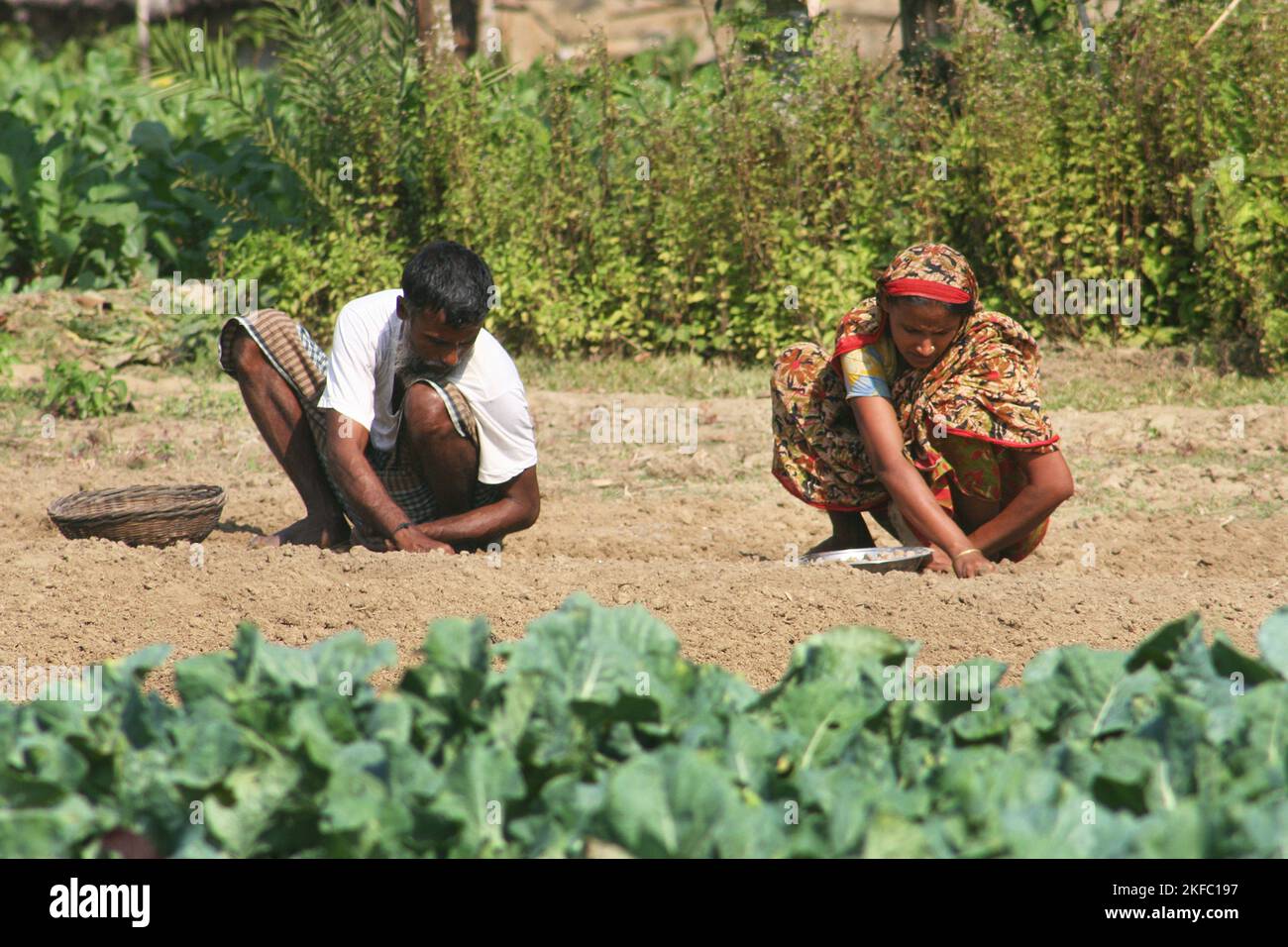 Agriculteurs plantant dans un champ de pommes de terre. Dumuria, Khulna, Bangladesh. Banque D'Images