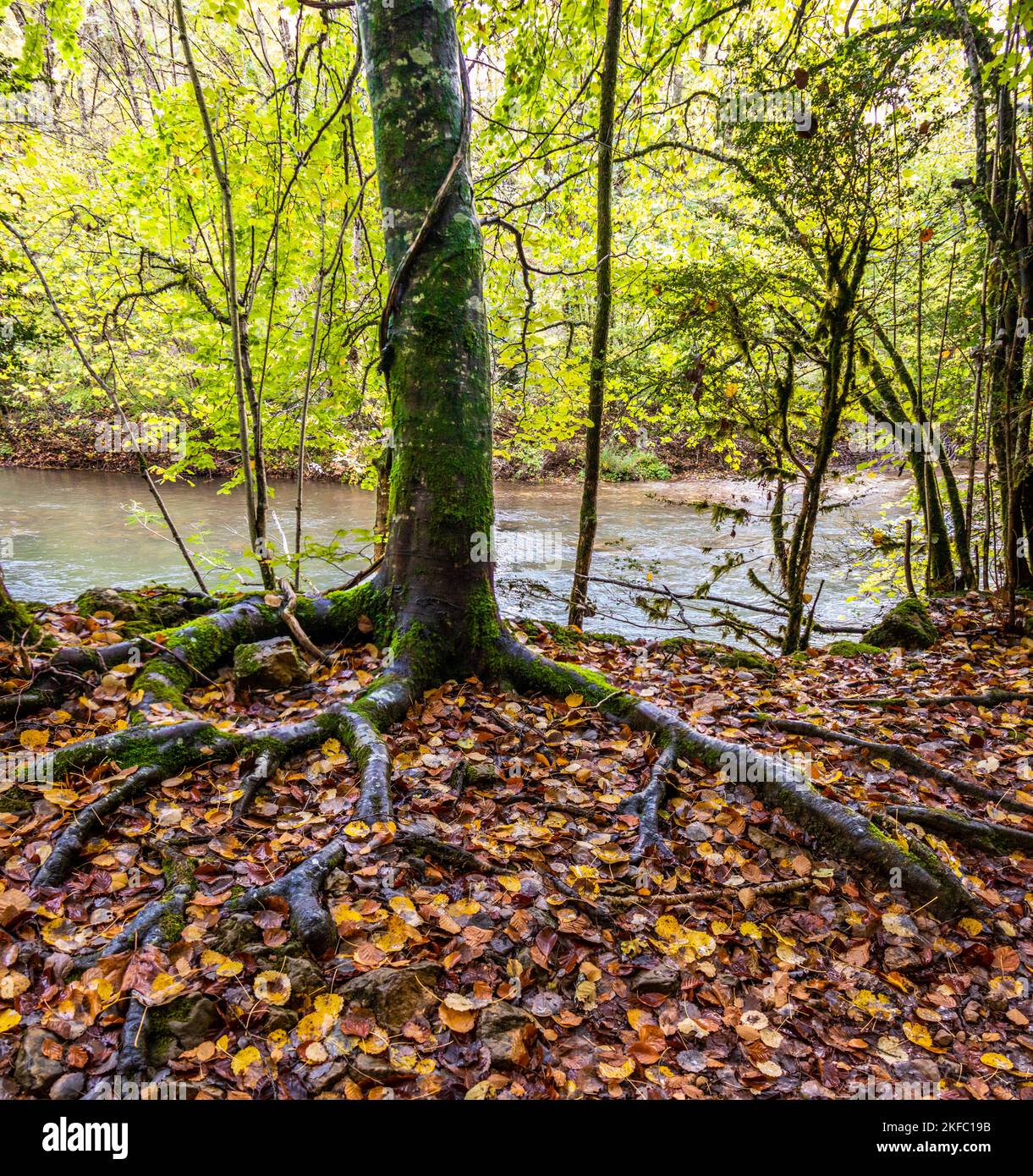 Otoño en la selva de Irati, ruta al puente collante de Aribe, Pirineo Navarro, España Banque D'Images