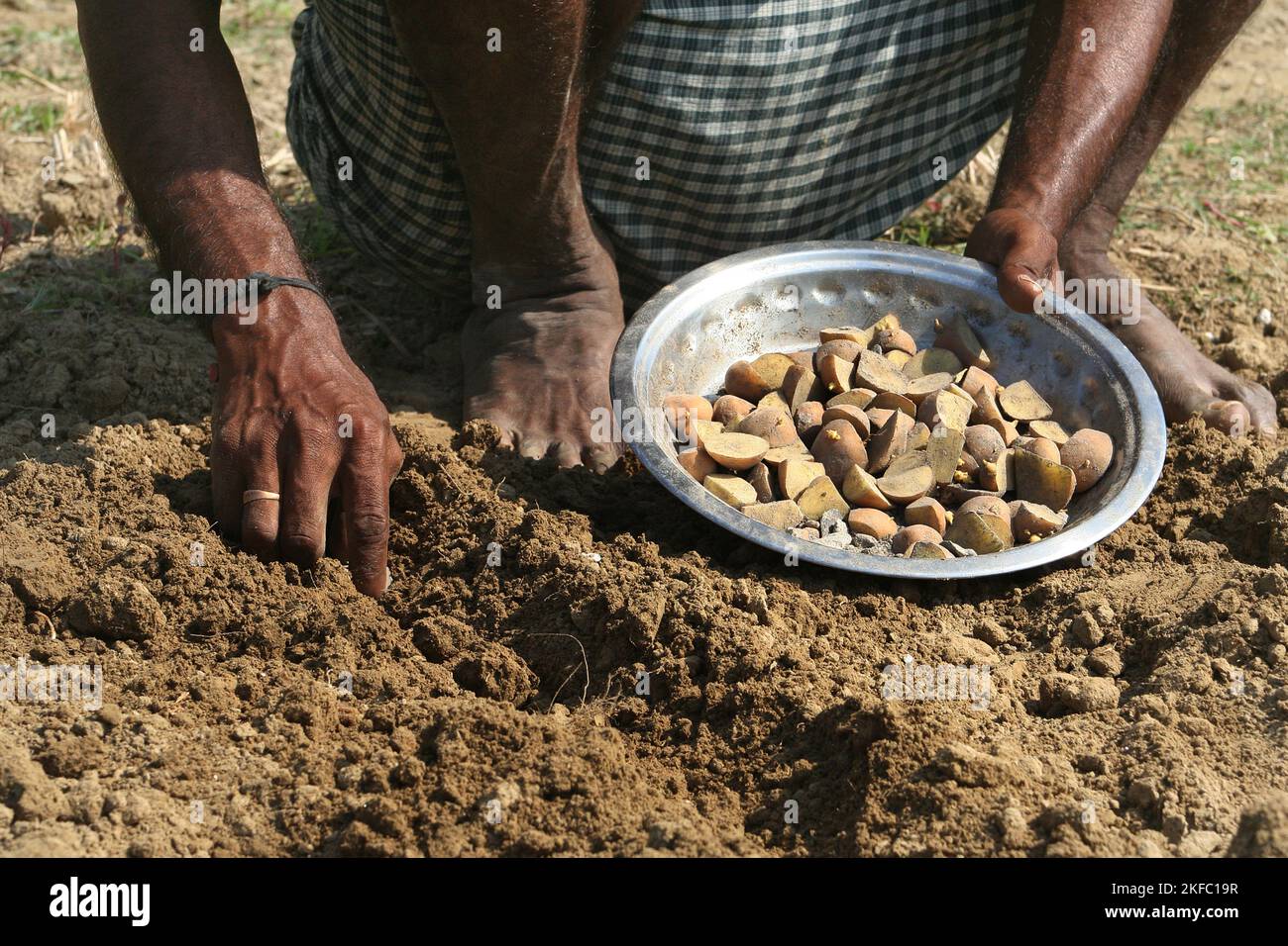 Agriculteurs plantant dans un champ de pommes de terre. Dumuria, Khulna, Bangladesh. Banque D'Images