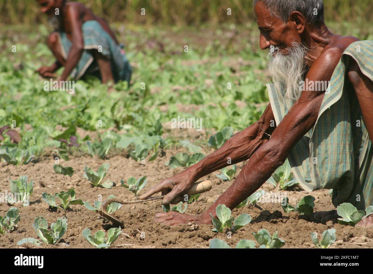 Un agriculteur travaillant à un champ de chou. Dumuria, Khulna, Bangladesh. Banque D'Images