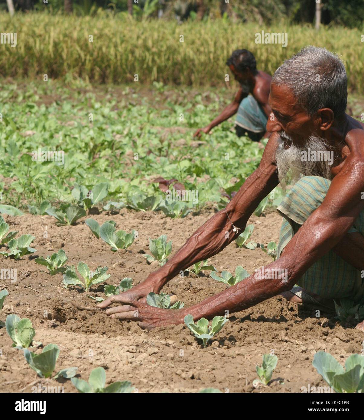 Un agriculteur travaillant à un champ de chou. Dumuria, Khulna, Bangladesh. Banque D'Images
