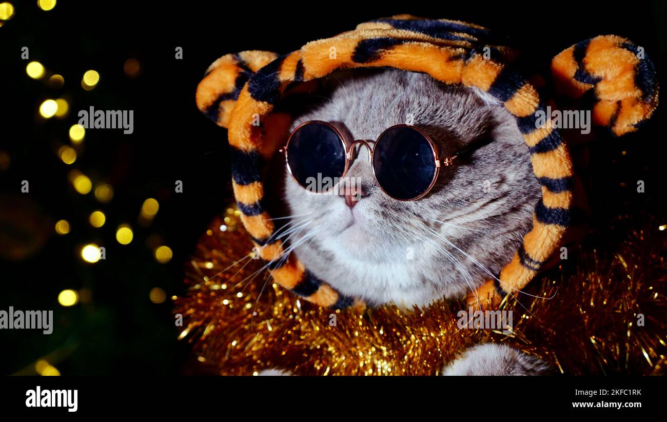 PET British, Scottish Straight chat dans un costume de tigre se trouve sur un fond noir isolé avec des lunettes. Animal frais 2022 Banque D'Images