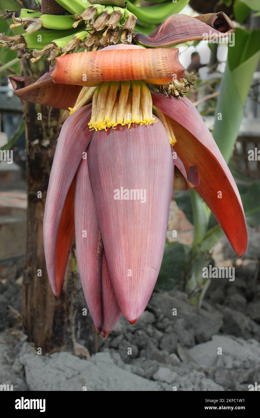 Une fleur de banane penchée d'un bananière dans une plantation. Khulna, Bangladesh. Banque D'Images