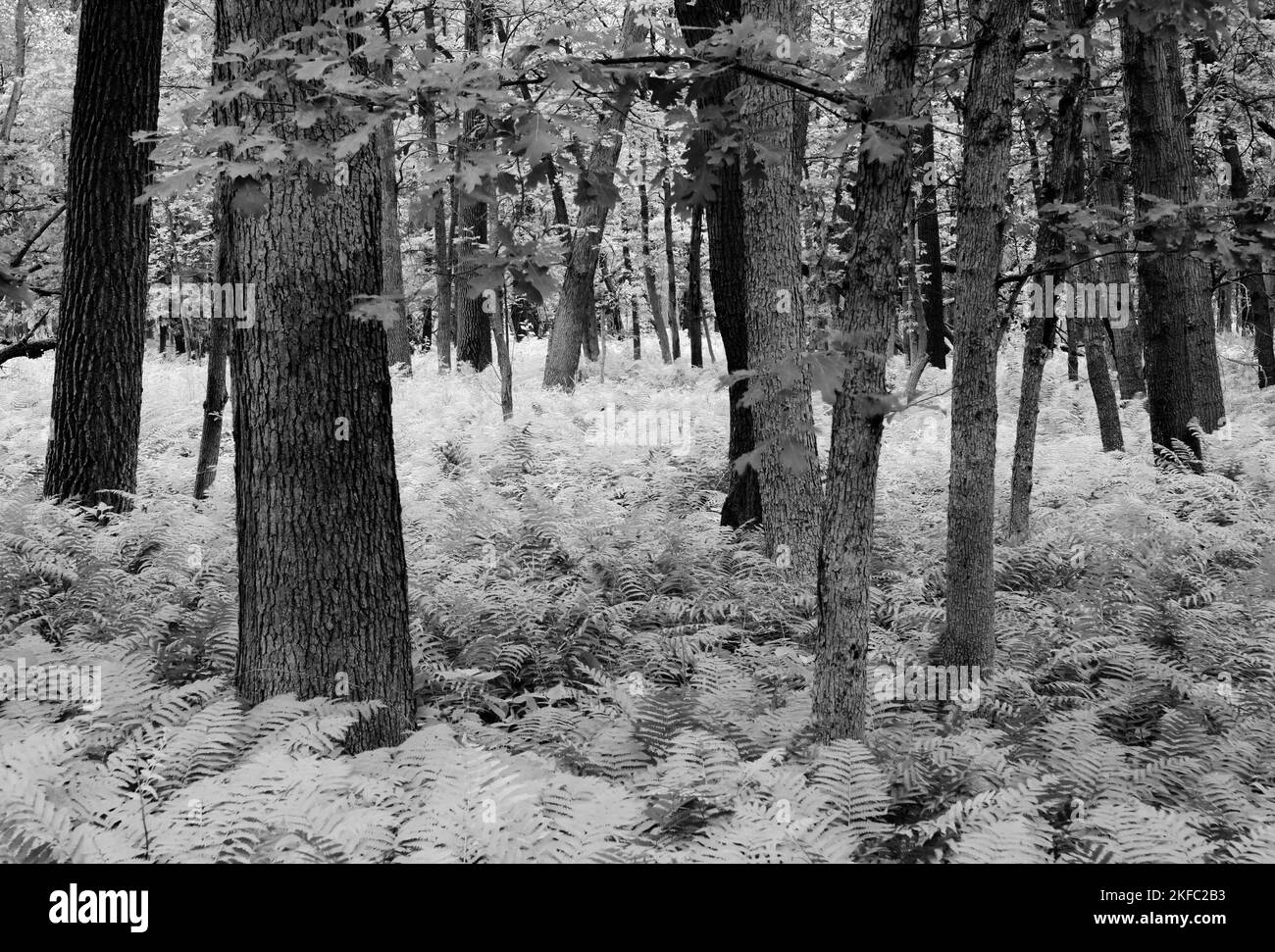 Le fond de la forêt est rempli de fougères dans une région qui est très au sud de la zone normale de fougères, Zander's Woods Forest Preserve, Cook County, Illinois Banque D'Images