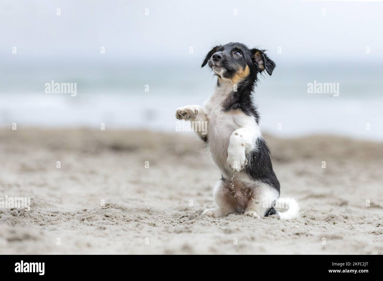 Jack-Russell-Terrier-Mongrel Puppy Banque D'Images